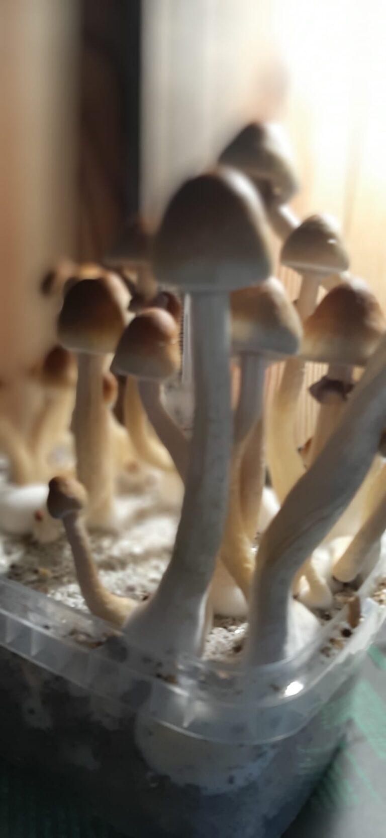 Microding Magic Mushrooms